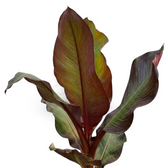Close-up of red banana foliage showing green, bronze and burgundy tones on a broad leaf