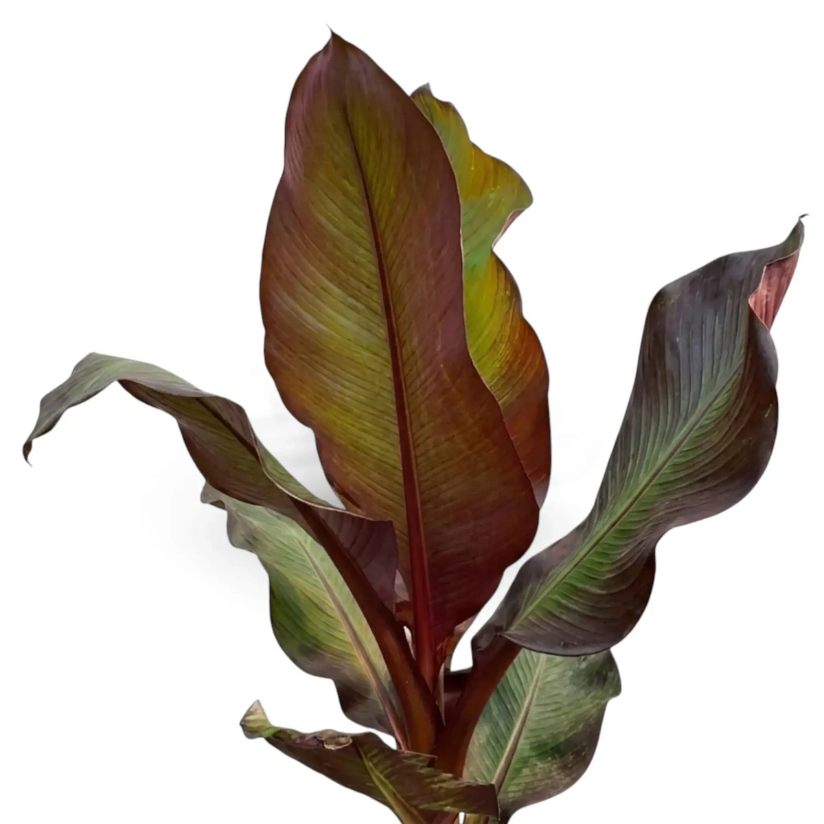 Close-up of red banana foliage showing green, bronze and burgundy tones on a broad leaf