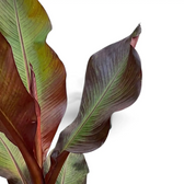 Ensete ventricosum ‘Maurelii’ foliage detail with large leaves and red-toned central veins