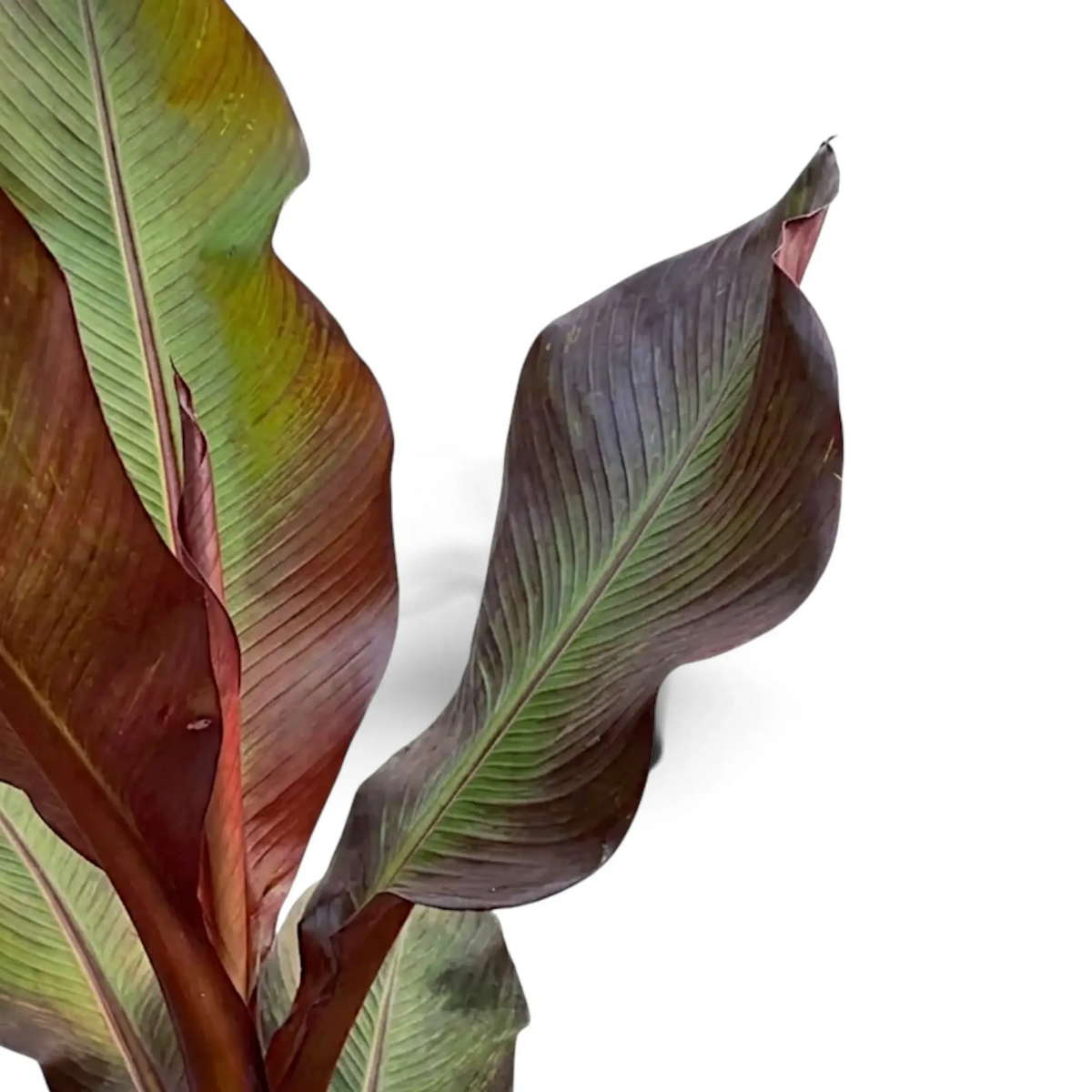 Ensete ventricosum ‘Maurelii’ foliage detail with large leaves and red-toned central veins