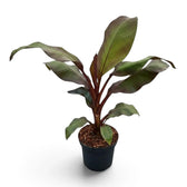 Ensete ventricosum ‘Maurelii’ full plant with red-toned leaf bases and broad green-burgundy paddle leaves