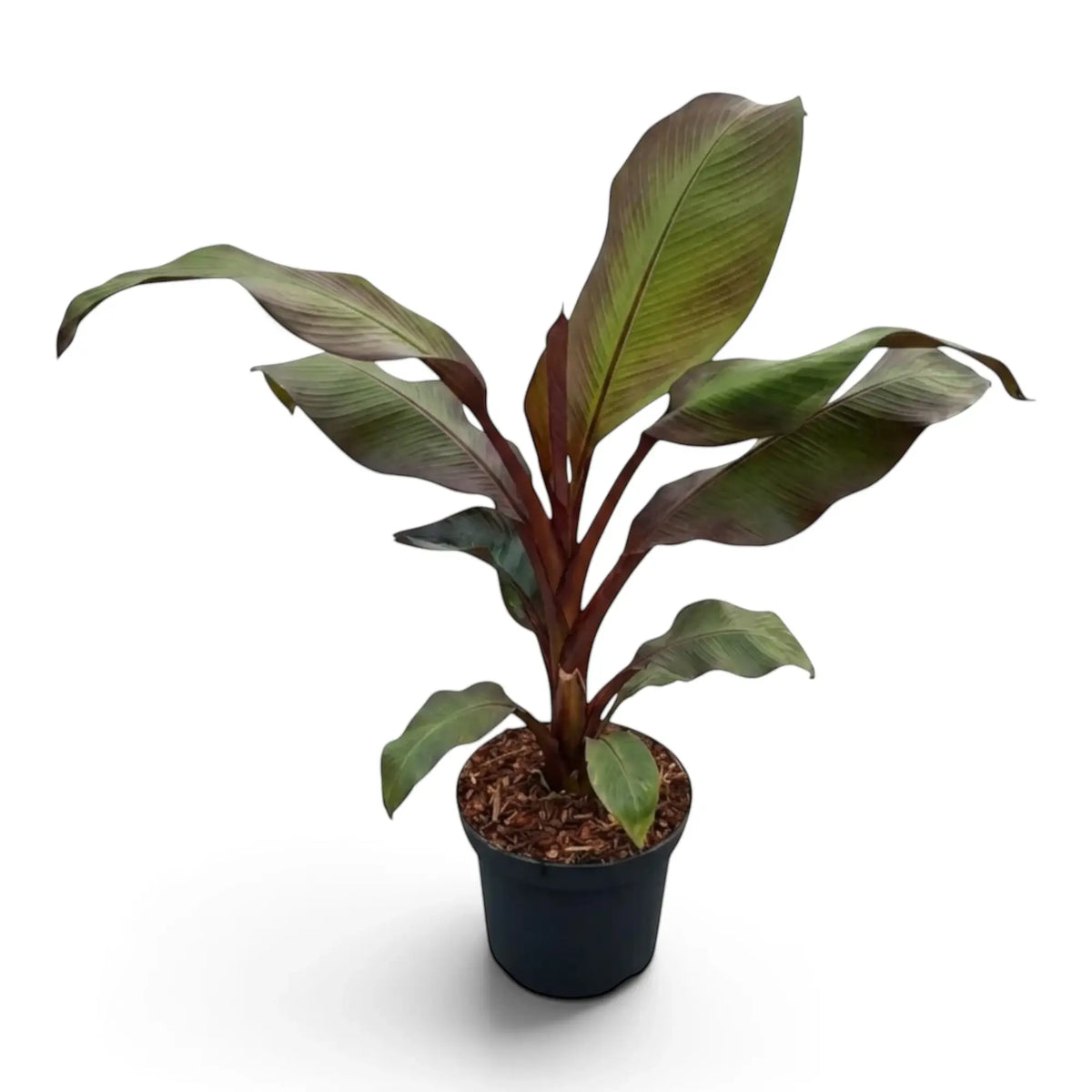 Ensete ventricosum ‘Maurelii’ full plant with red-toned leaf bases and broad green-burgundy paddle leaves