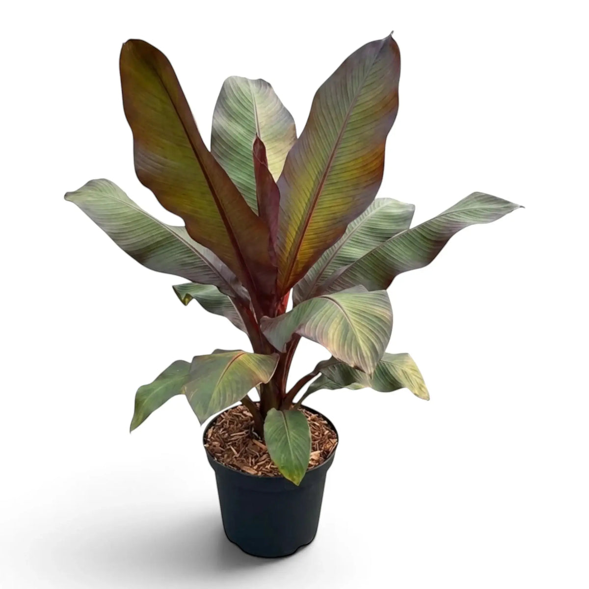 Red banana Ensete ventricosum ‘Maurelii’ in a nursery pot, with green-to-bronze leaves