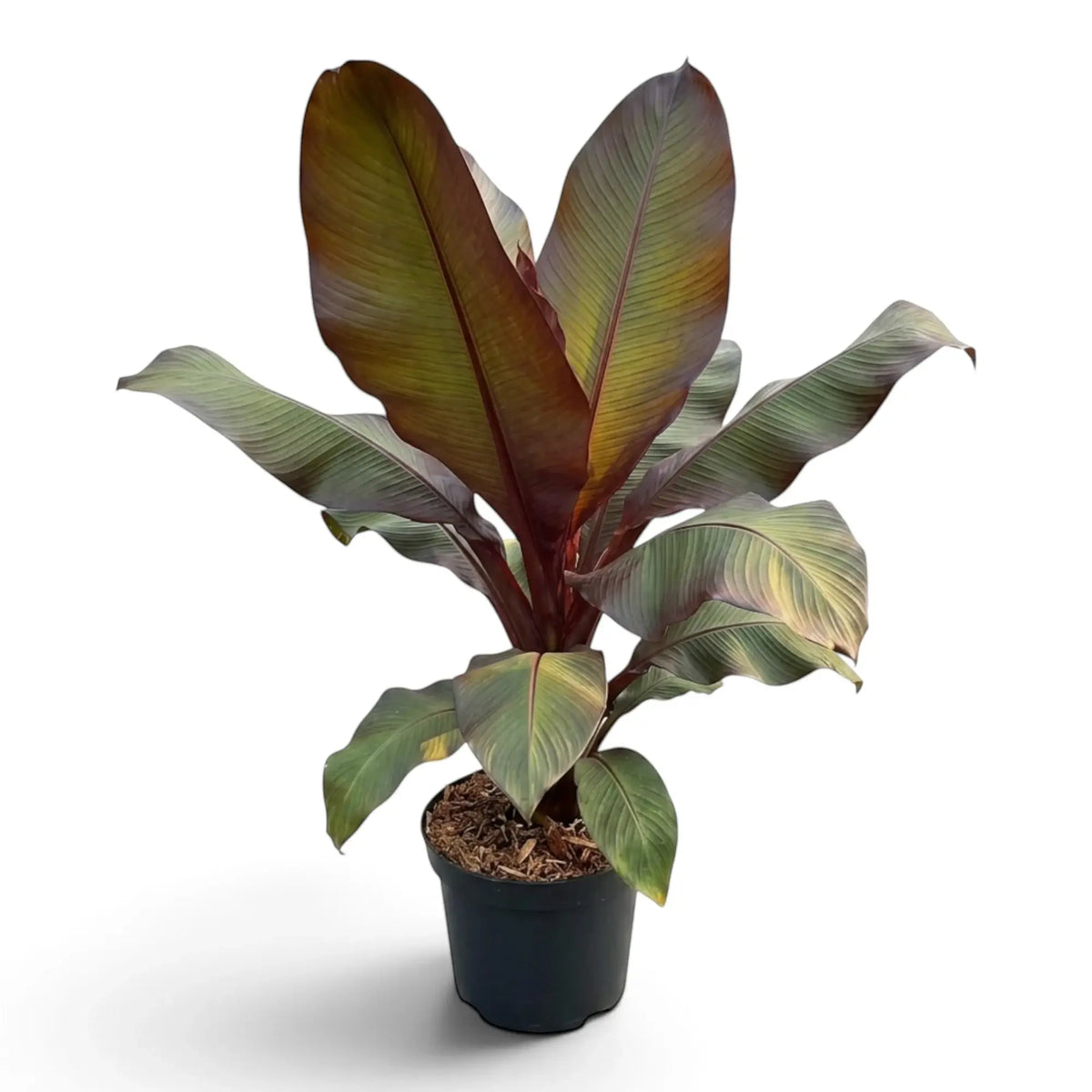 Potted Ensete ventricosum ‘Maurelii’ with large paddle leaves and red-burgundy colouring