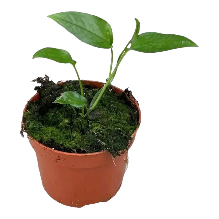 Epipre­mnum pinnatum 'Skeleton Key' potted houseplant in nursery pot on white background, product photo 2.