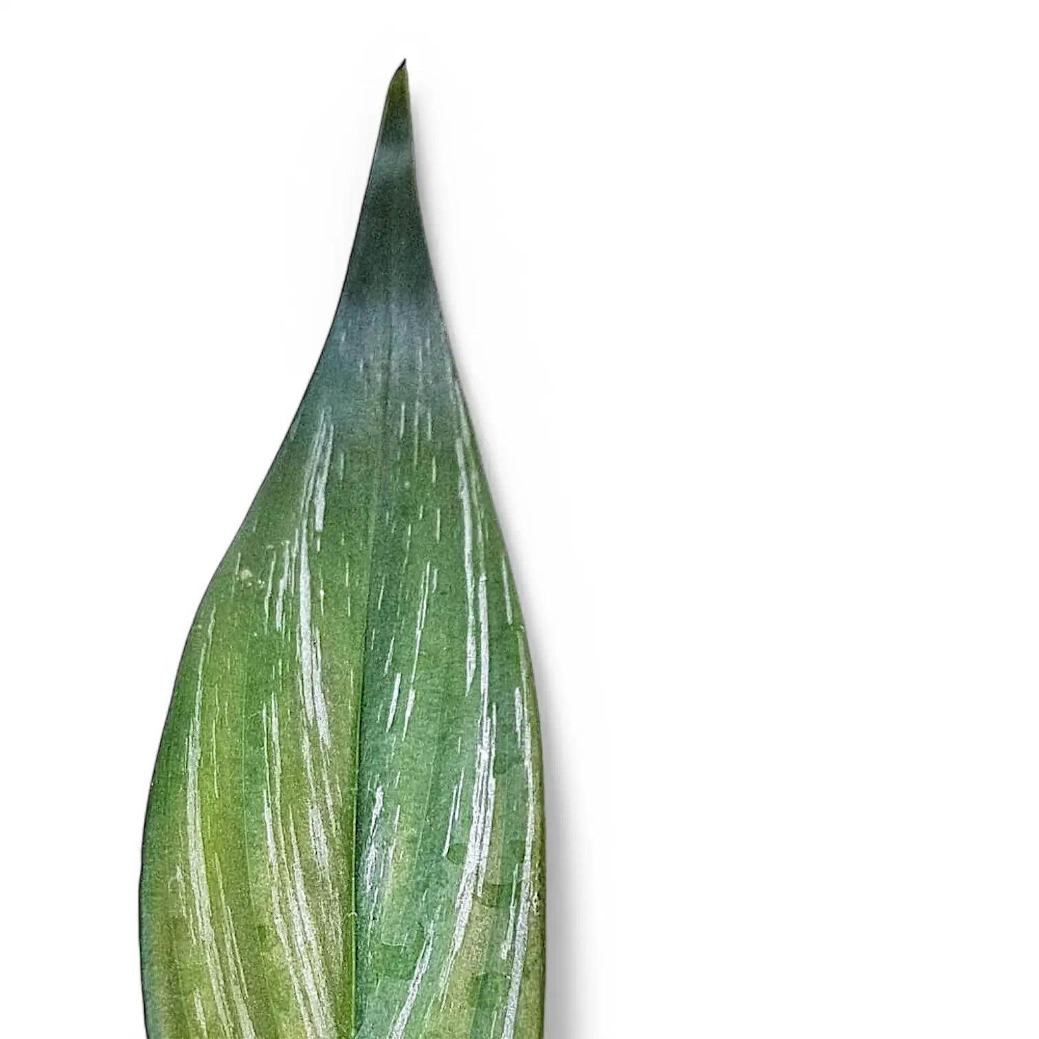 Epipremnum amplissimum – Blattdetail vor weißem Hintergrund..