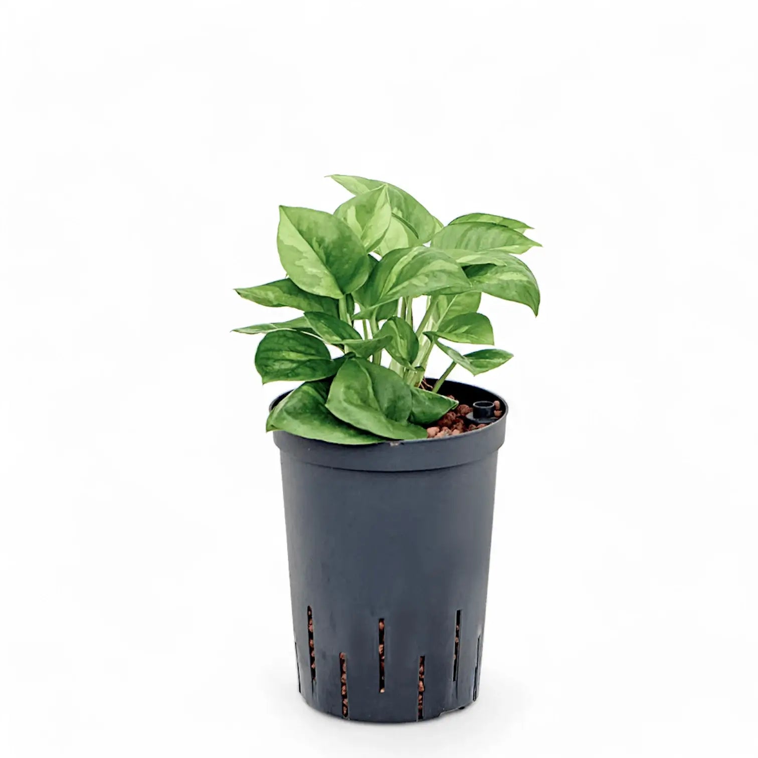 Epipremnum aureum ‘Global Green’ potted houseplant in nursery pot on white background, product photo 3.