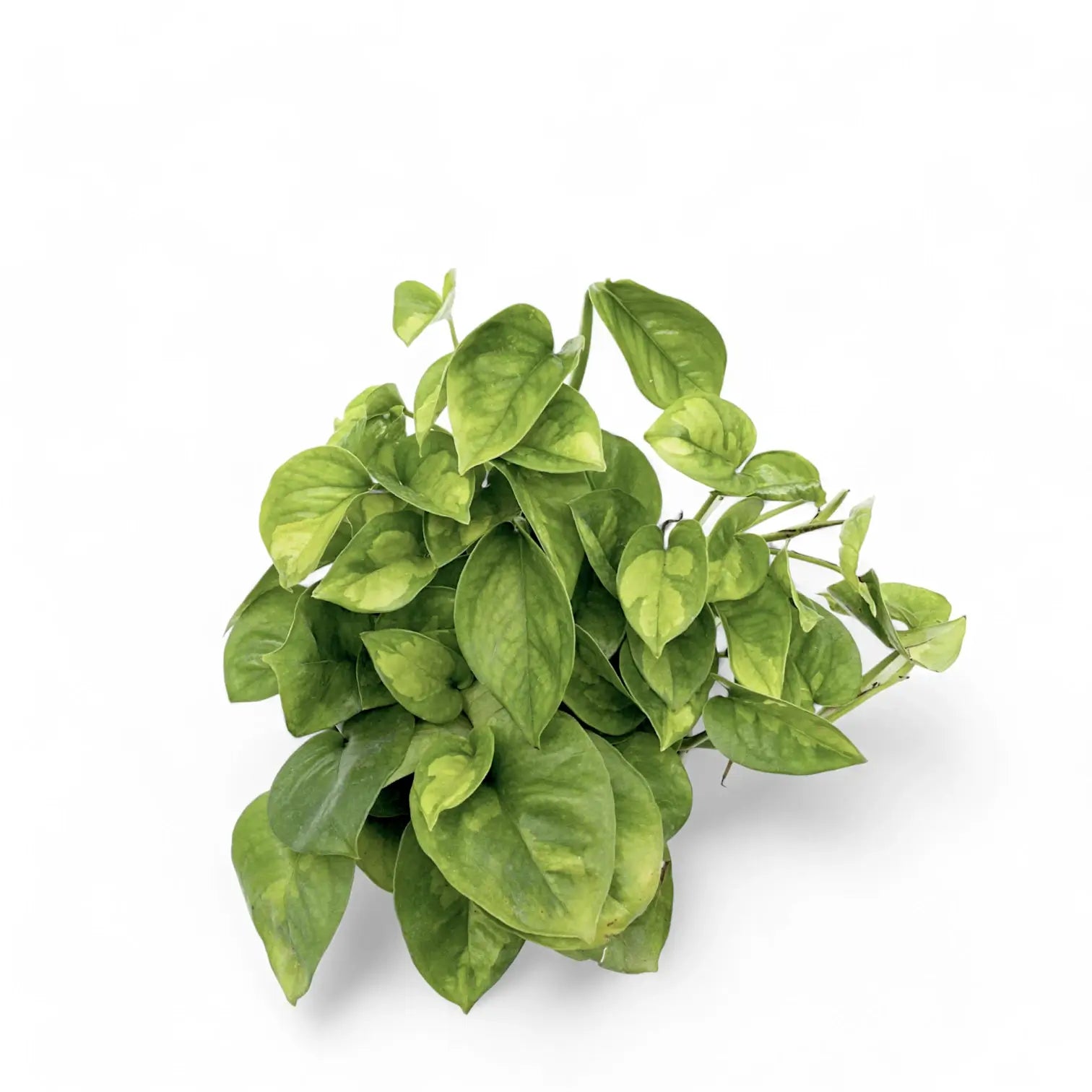 Epipremnum aureum ‘Global Green’ potted houseplant in nursery pot on white background, product photo 4.