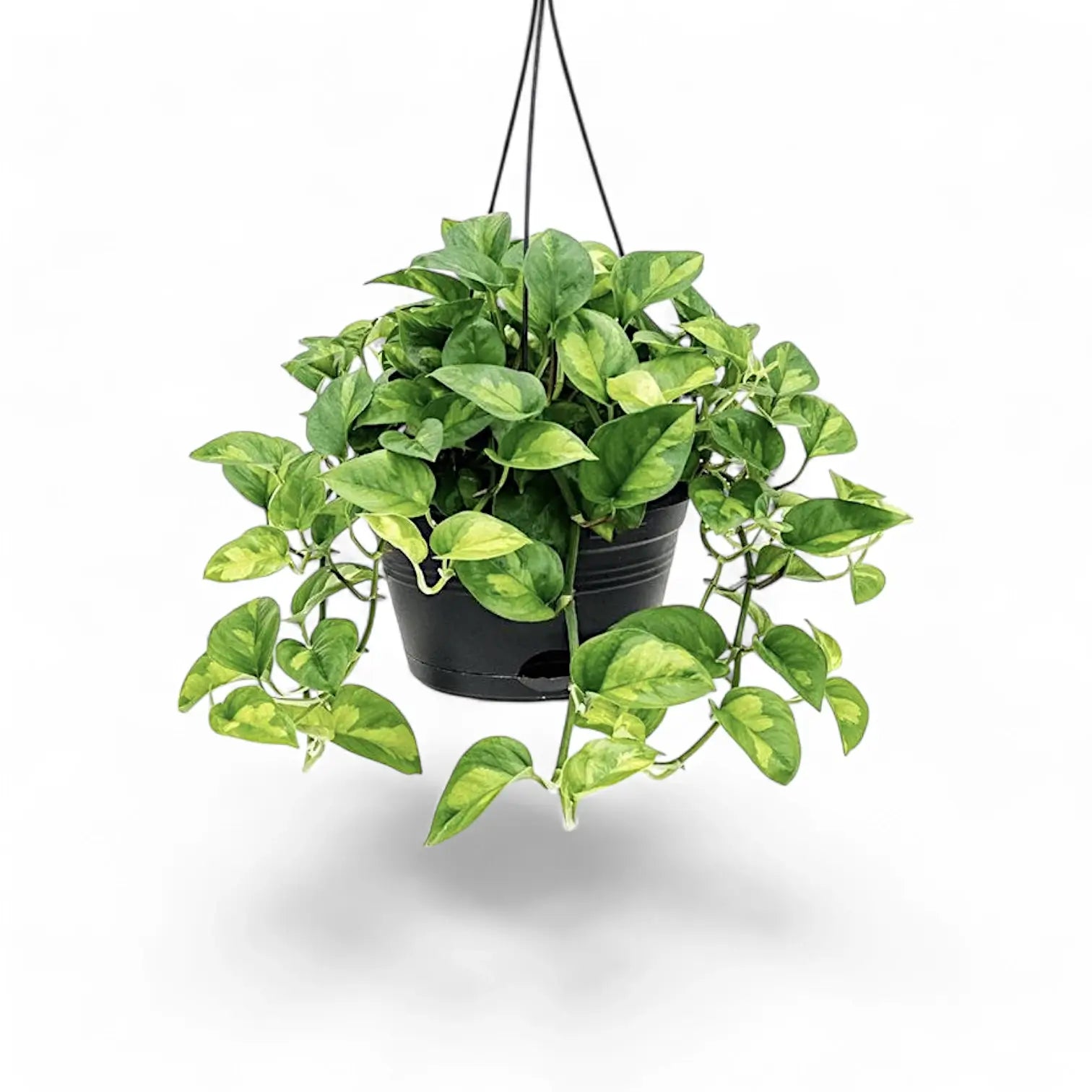 Epipremnum aureum ‘Global Green’ potted houseplant in nursery pot on white background, product photo 5.