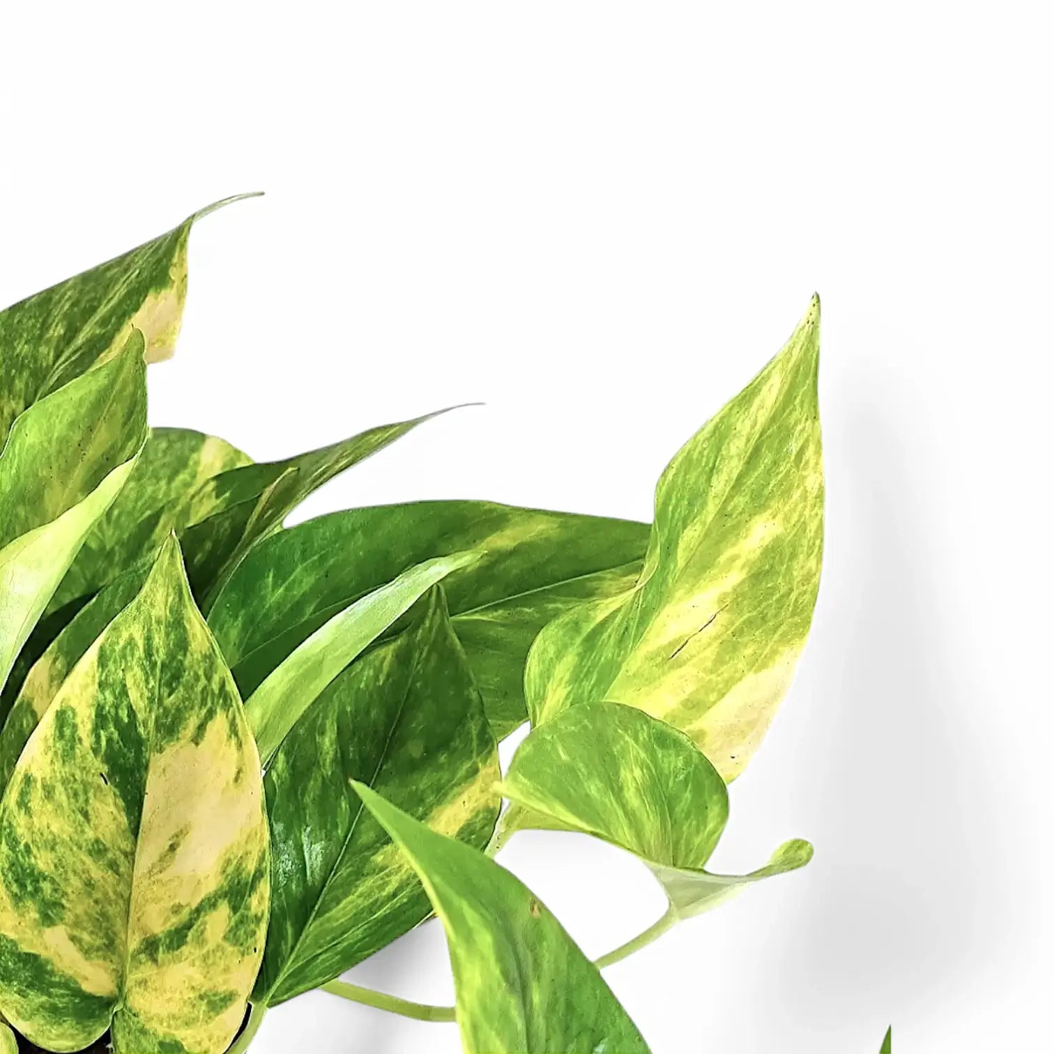 Epipremnum aureum 'HiColor' leaf close-up on white background.