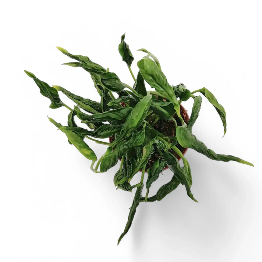 Epipremnum aureum 'Shangri La' aka 'Sleeping Pothos' potted houseplant in nursery pot on white background, product photo 2.