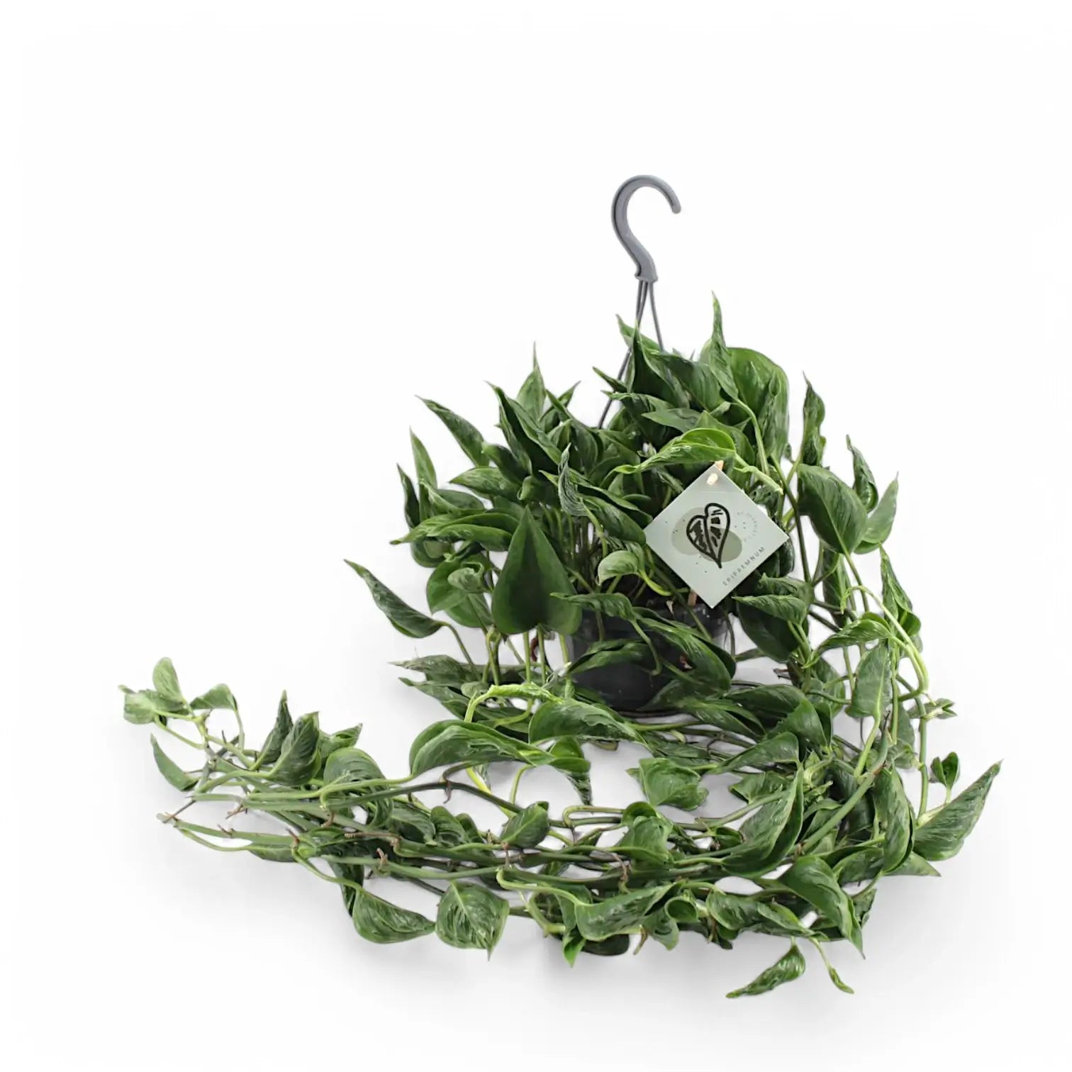 Epipremnum aureum 'Shangri La' aka 'Sleeping Pothos' Zimmerpflanze im Anzuchttopf vor weißem Hintergrund, Produktfoto 7.