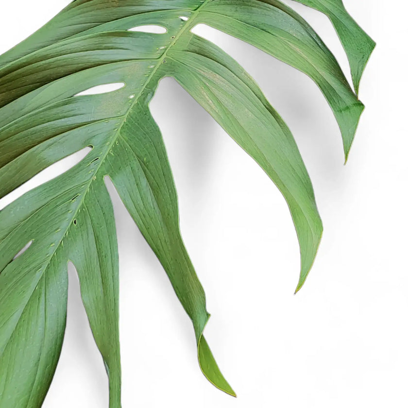 Epipremnum pinnatum leaf close-up on white background.