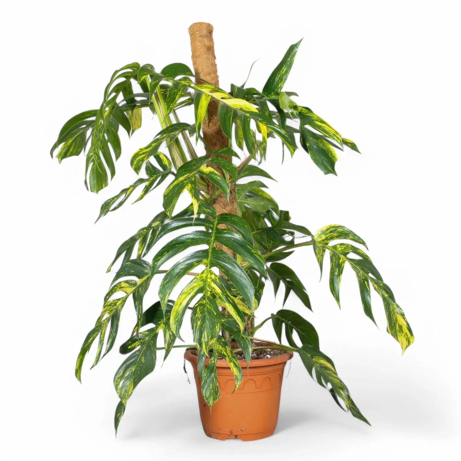 Epipremnum pinnatum aureum cintho goldfinger – Topfpflanze im Kulturtopf vor weißem Hintergrund, Produktfoto 4.