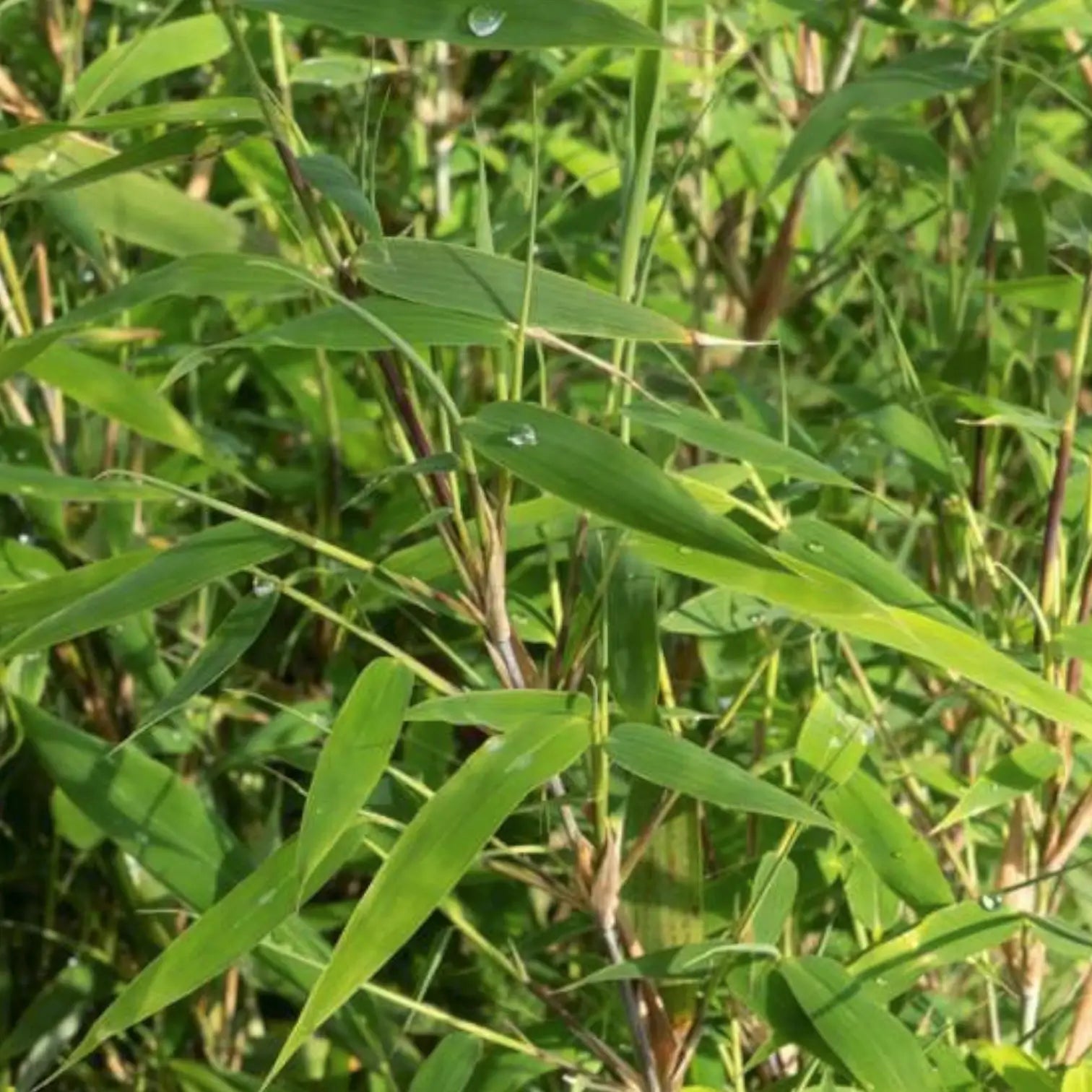 Fargesia 'Rufa' – Blattdetail vor weißem Hintergrund..