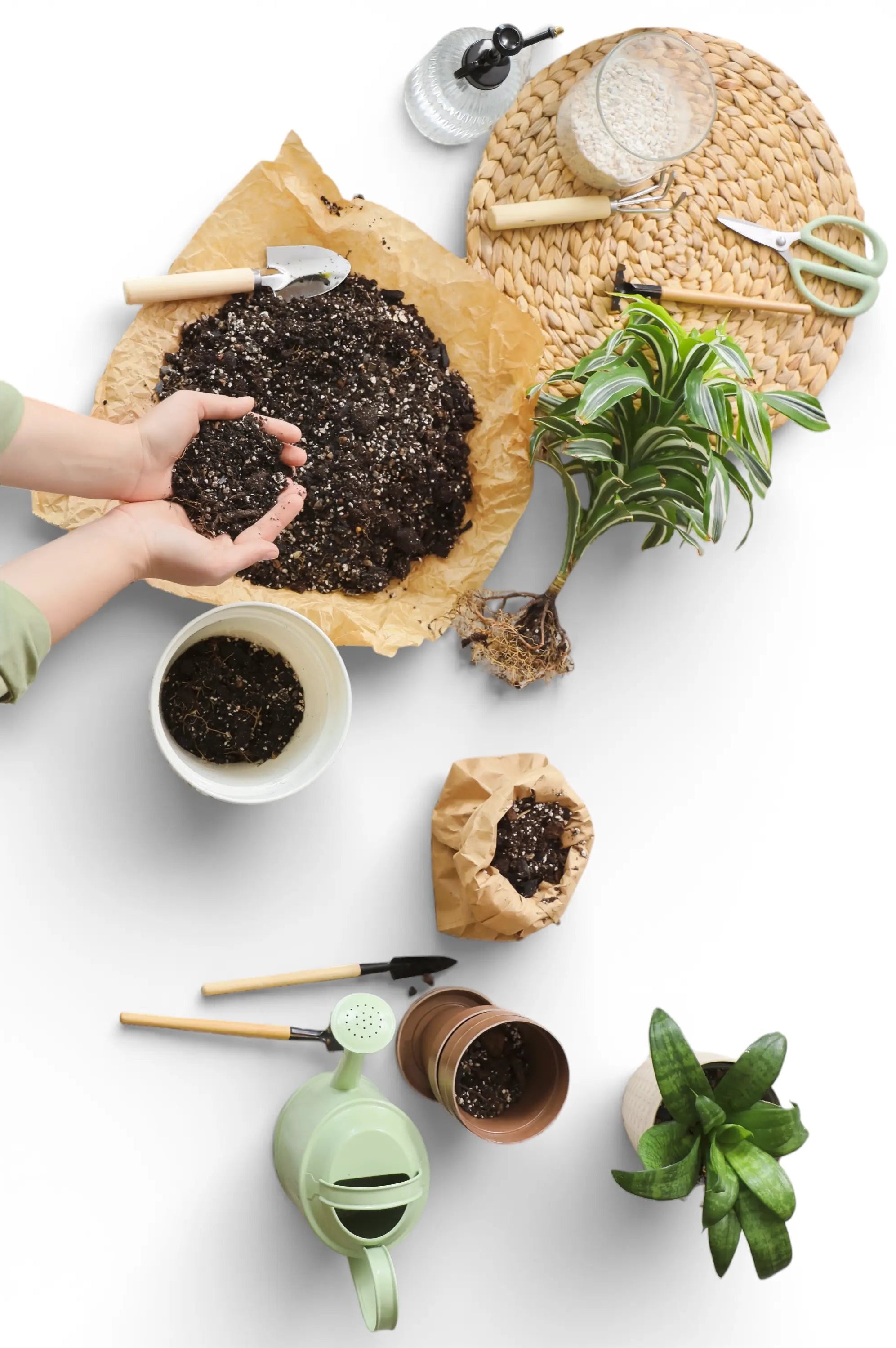 Person repotting houseplants with gardening tools and plants on a white surface 