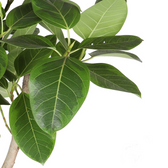 Ficus altissima leaf close-up on white background.