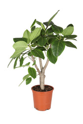 Ficus altissima potted houseplant in nursery pot on white background, product photo 2.