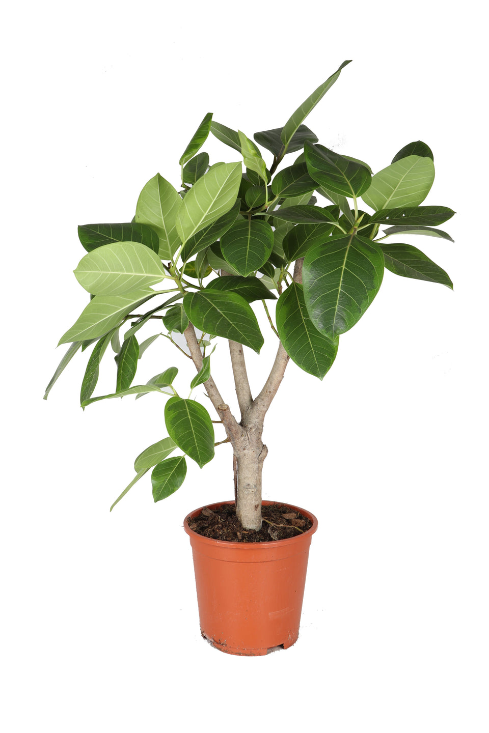 Ficus altissima potted houseplant in nursery pot on white background, product photo 2.