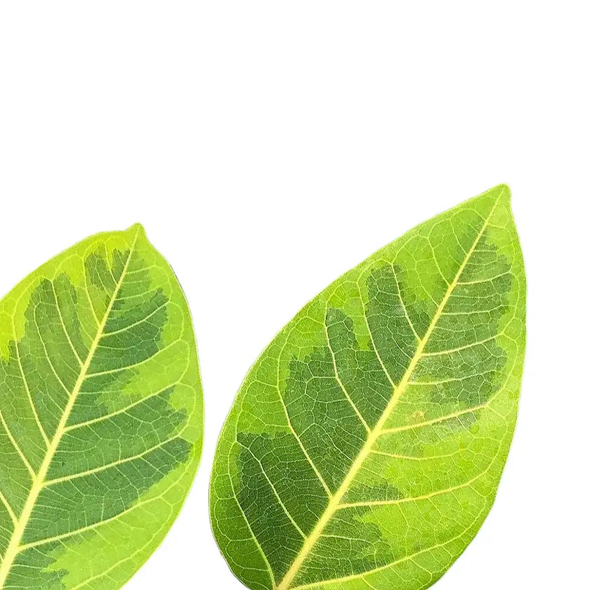 Ficus altissima 'Yellow Gem' – Blattdetail vor weißem Hintergrund..