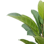 Ficus americana 'Tresor' – Blattdetail vor weißem Hintergrund..