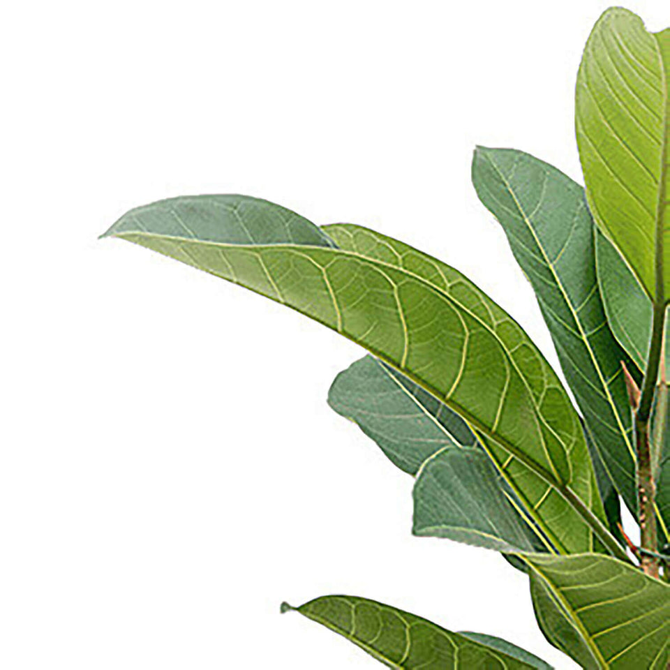 Ficus americana 'Tresor' – Blattdetail vor weißem Hintergrund..