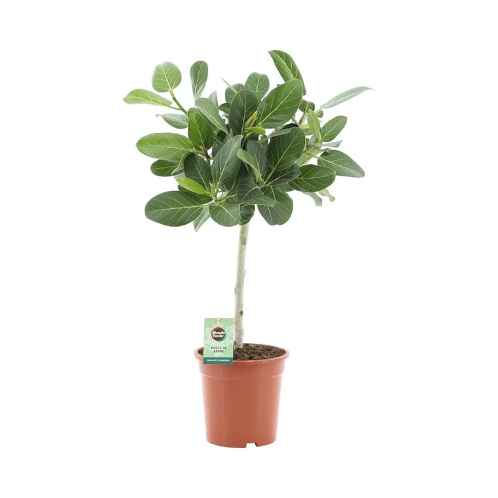 Ficus benghalensis 'Petite Audrey' potted houseplant in nursery pot on white background, product photo 2.