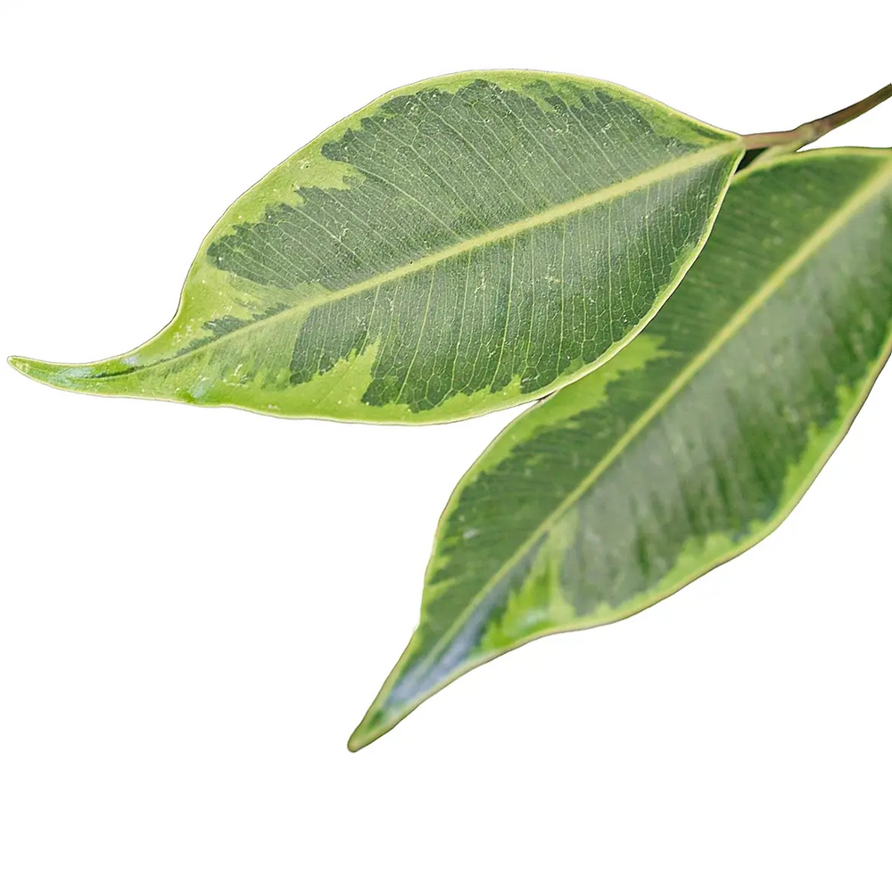 Ficus benjamina 'Anastasia' leaf close-up on white background.