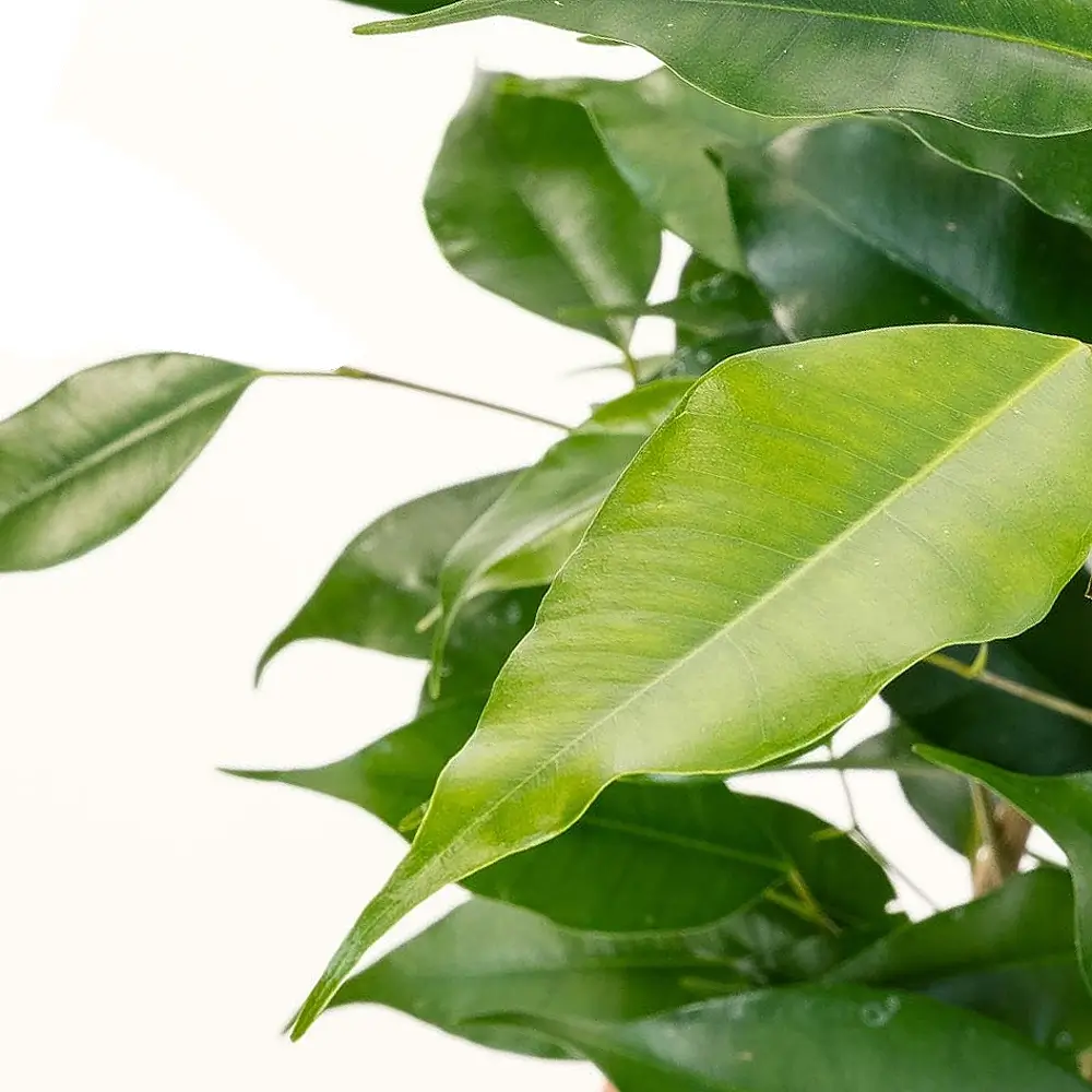 Ficus benjamina 'Danita' leaf close-up on white background.