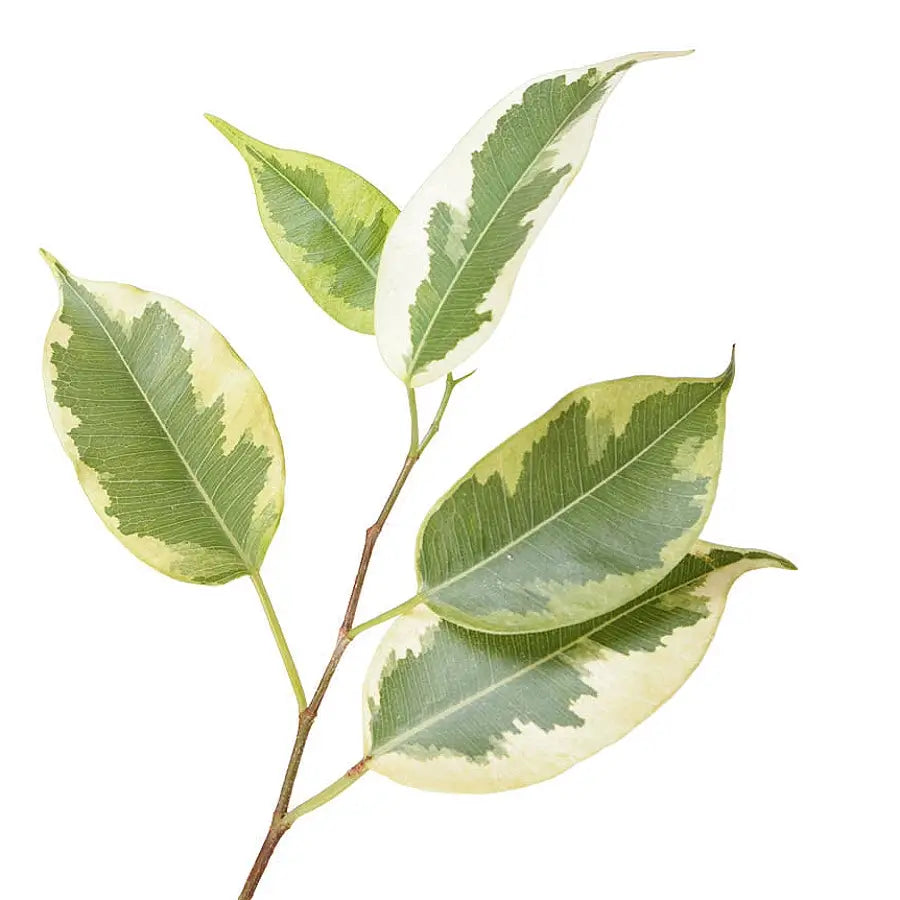 Ficus benjamina 'Golden King' – Blattdetail vor weißem Hintergrund..