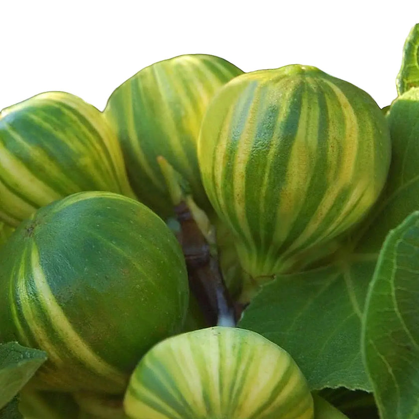 Ficus carica variegata – Blattdetail vor weißem Hintergrund..