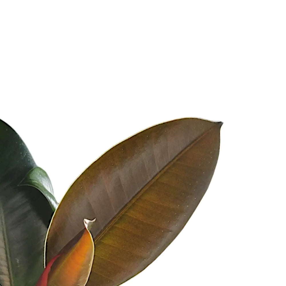 Ficus elastica ‘Cloe’ leaf close-up on white background.