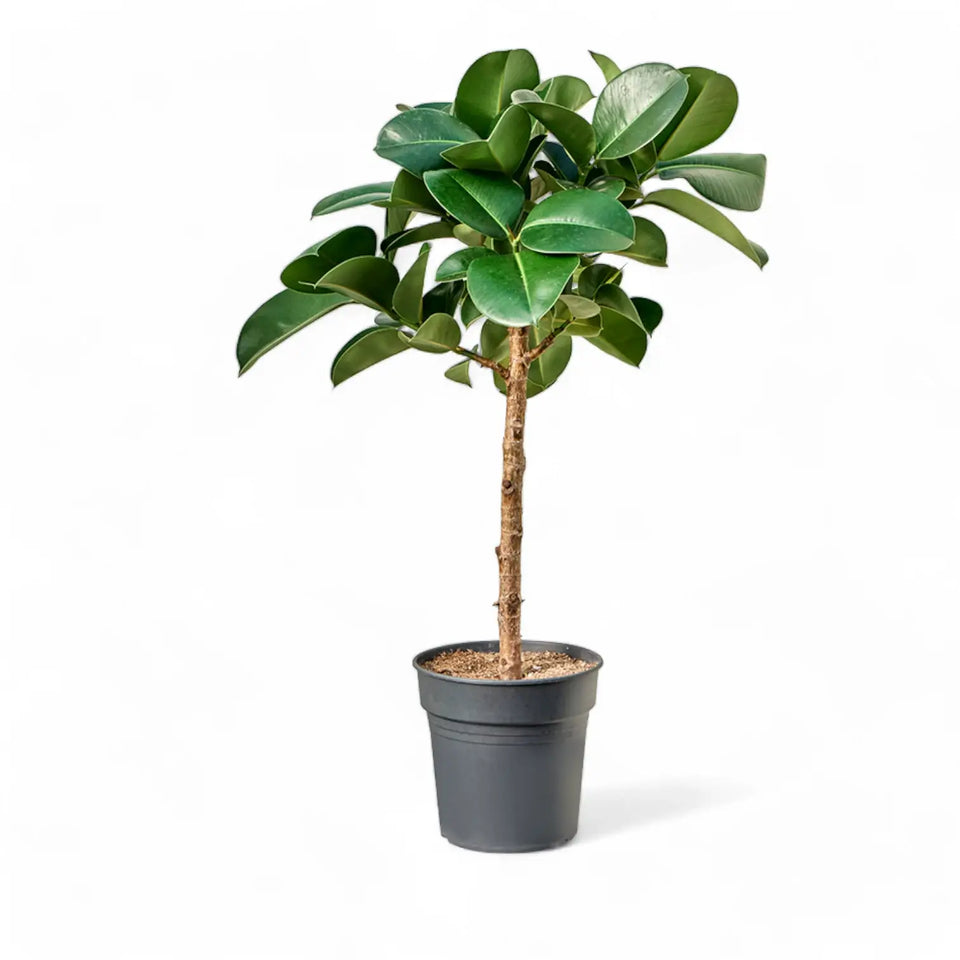 Ficus elastica ‘Cloe’ potted houseplant in nursery pot on white background, product photo 3.