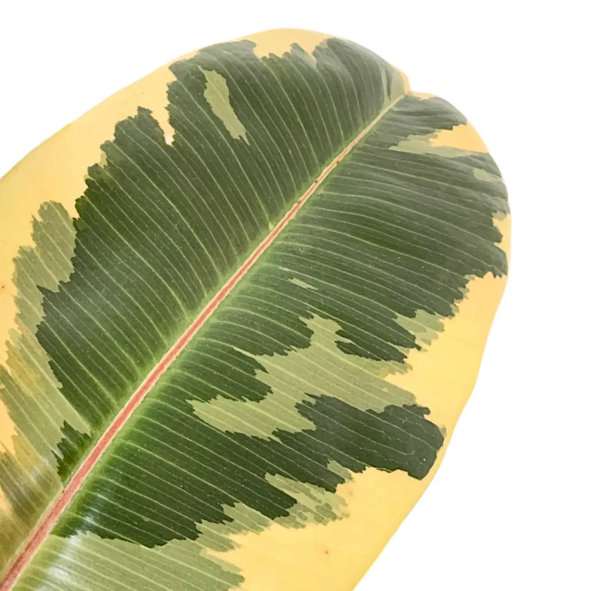 Ficus elastica 'Tineke' leaf close-up on white background.