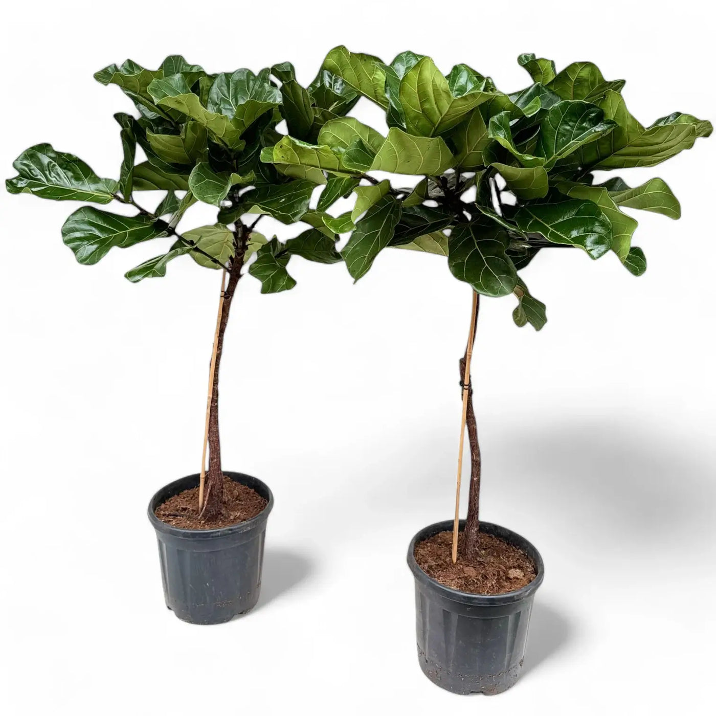 Zwei Geigenfeigen im Topf vor weißem Hintergrund.