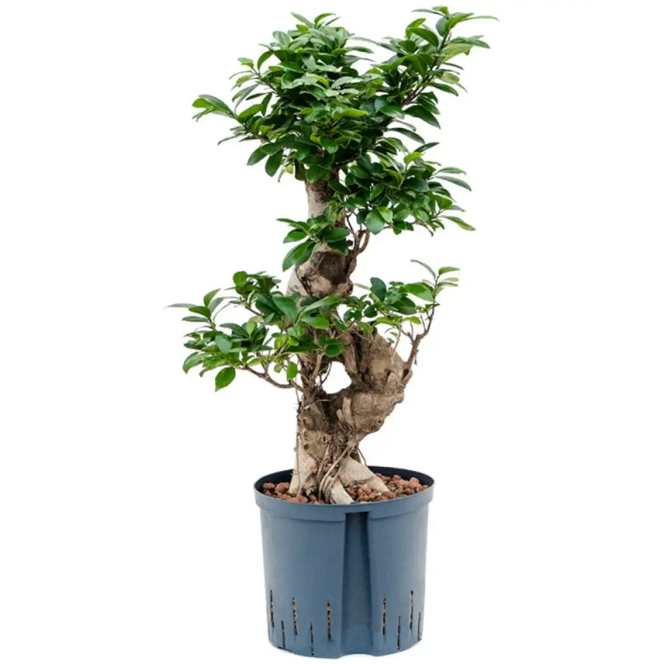 Ficus microcarpa 'Compacta' Zimmerpflanze im Anzuchttopf vor weißem Hintergrund, Produktfoto 2.