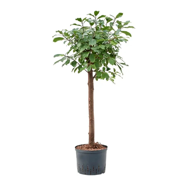 Ficus reflexa potted houseplant in nursery pot on white background, product photo 2.