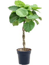 Ficus umbellata Zimmerpflanze im Anzuchttopf vor weißem Hintergrund, Produktfoto 2.