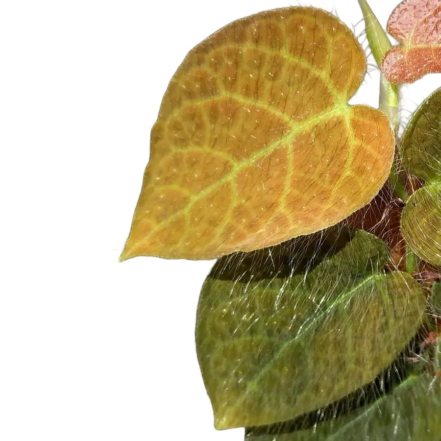 Ficus villosa leaf close-up on white background.