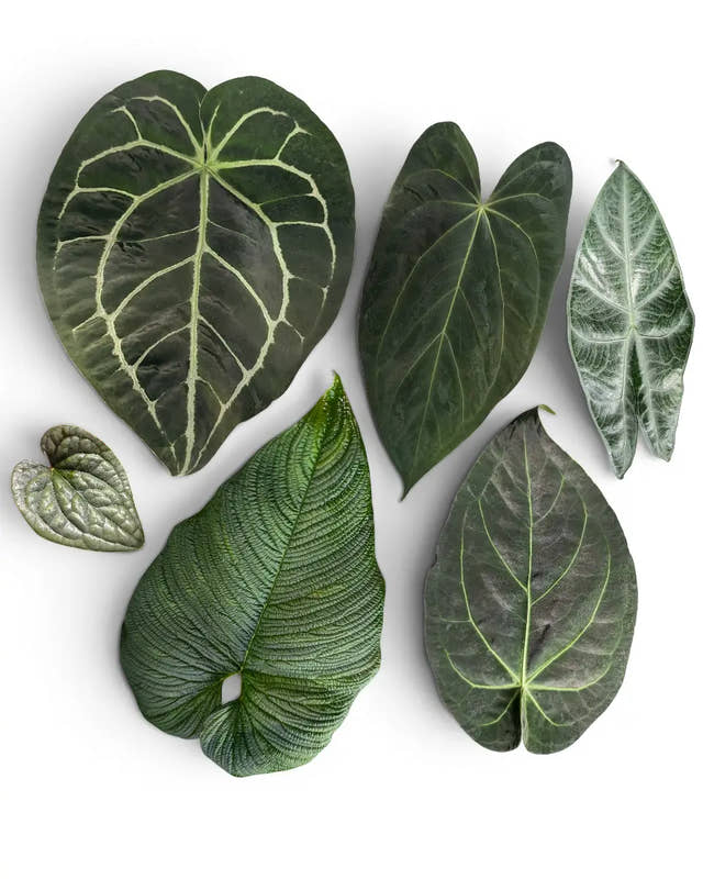 Foliage of various tropical plants: Anthurium, Philodendron and Alocasia on a white background