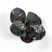 Geogenanthus ciliatus 'Midnight Pearl' Zimmerpflanze im Anzuchttopf vor weißem Hintergrund, Produktfoto 2.