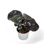 Geogenanthus ciliatus 'Midnight Pearl' Zimmerpflanze im Anzuchttopf vor weißem Hintergrund, Produktfoto 3.