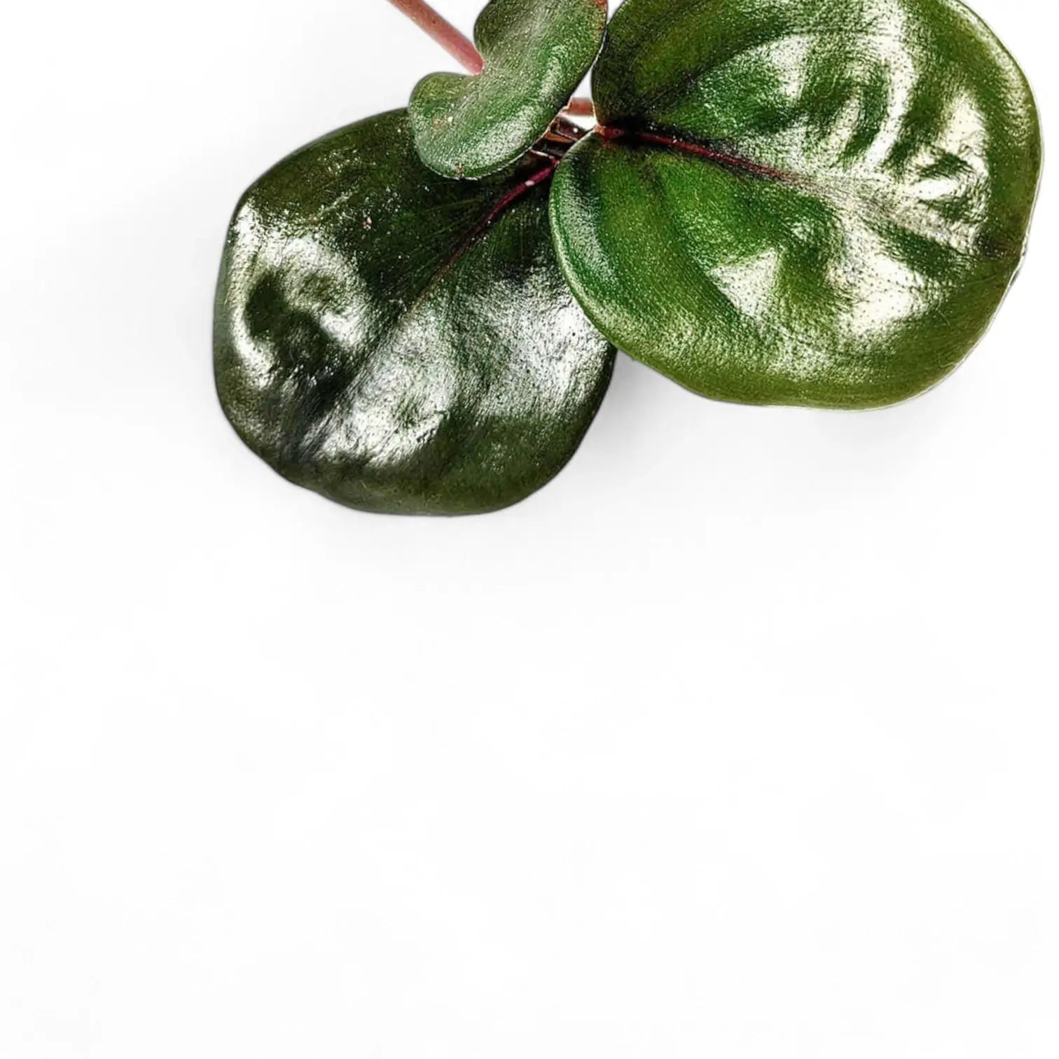 Geogenanthus ciliatus 'Midnight Pearl' Zimmerpflanze im Anzuchttopf vor weißem Hintergrund, Produktfoto 4.