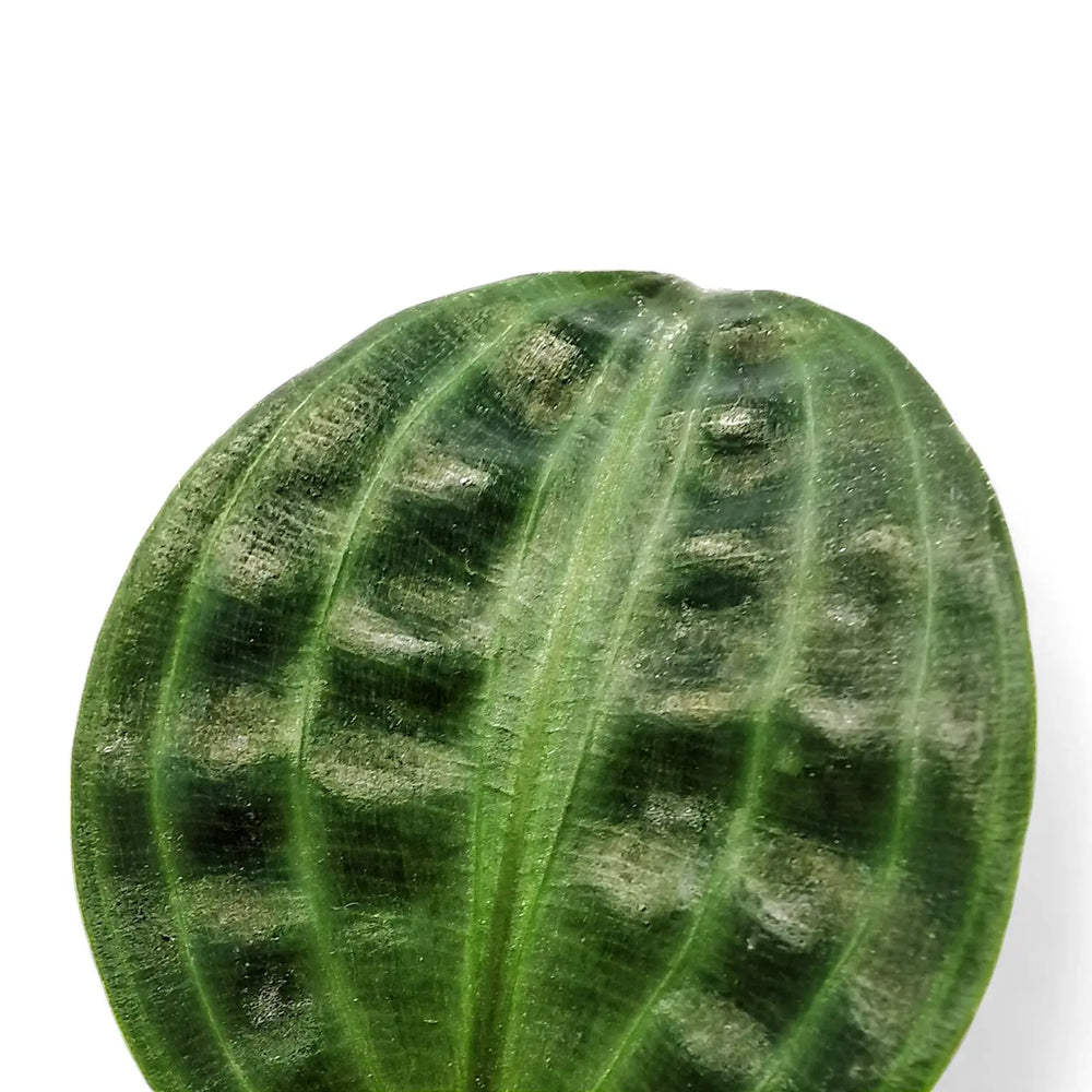 Geogenanthus poeppigii leaf close-up on white background.