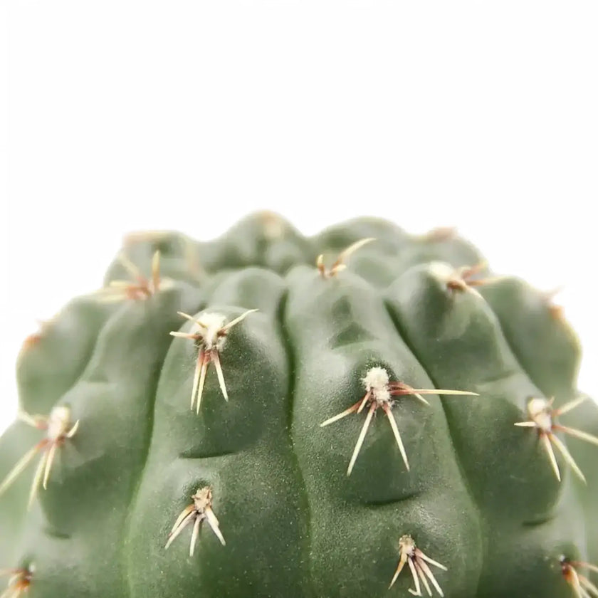 Gymnocalycium baldianum – Blattdetail vor weißem Hintergrund..