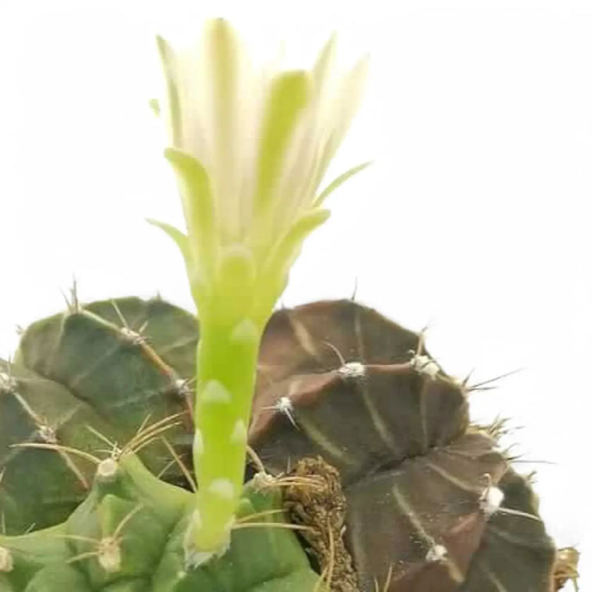 Gymnocalycium mihanovichii – Blattdetail vor weißem Hintergrund..