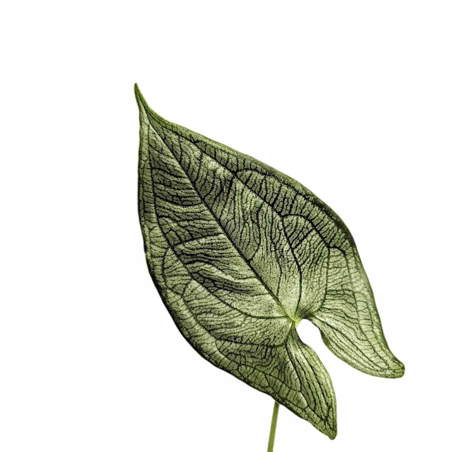 Hapaline appendiculata – Blattdetail vor weißem Hintergrund..