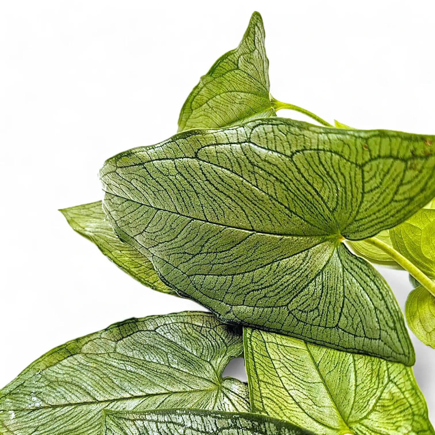 Hapaline appendiculata Zimmerpflanze im Anzuchttopf vor weißem Hintergrund, Produktfoto 2.