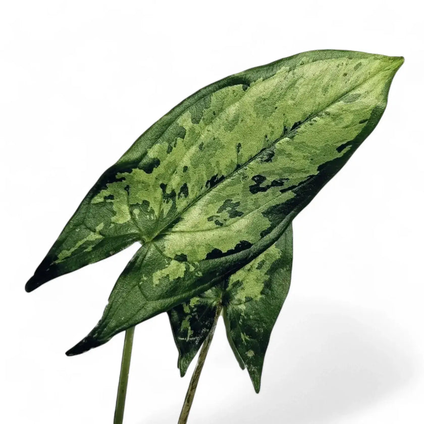 Hapaline appendiculata 'Tricolor' – Blattdetail vor weißem Hintergrund..