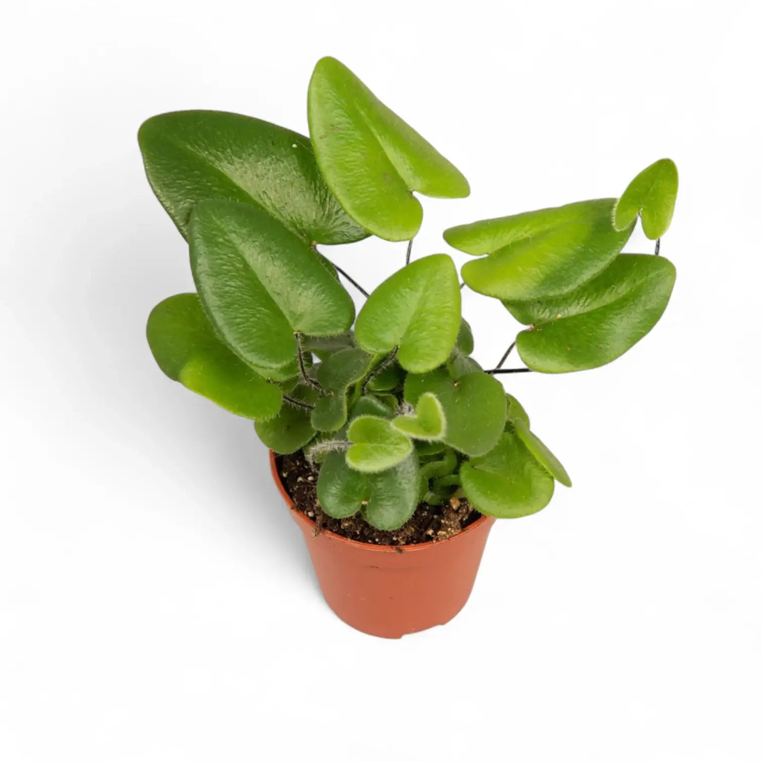 Hemionitis arifolia potted houseplant in nursery pot on white background, product photo 4.